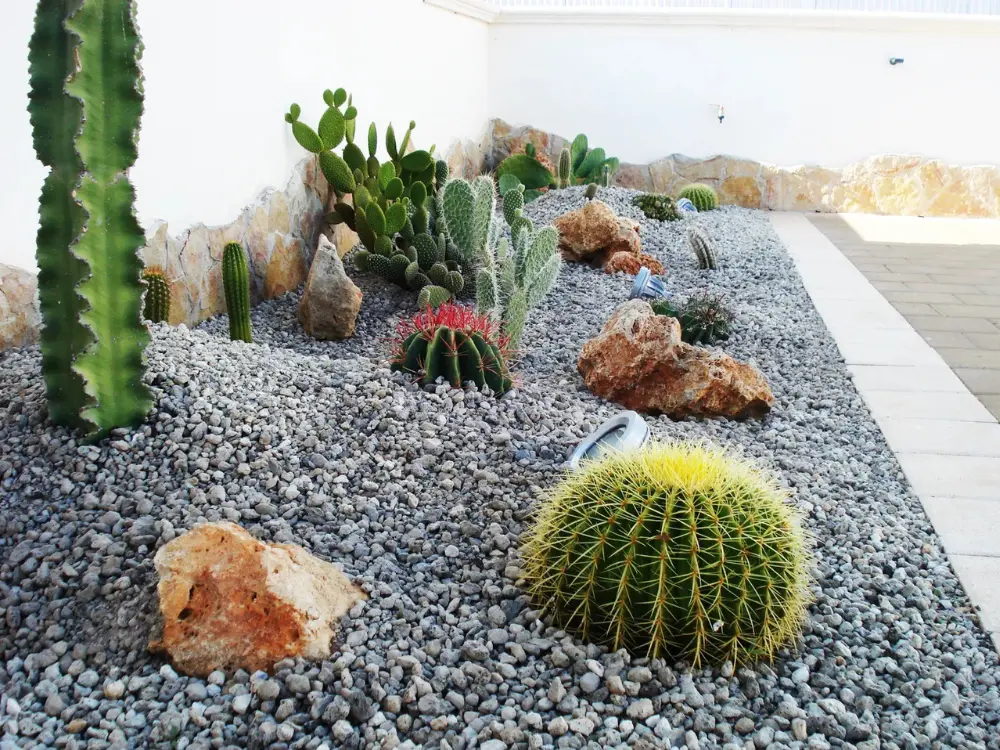 Diseño de jardín xerófito de Escombros Áridos, mostrando un suelo cubierto de gravilla gris, decorado con rocas grandes y diversas especies de cactus, como el asiento de suegra.
