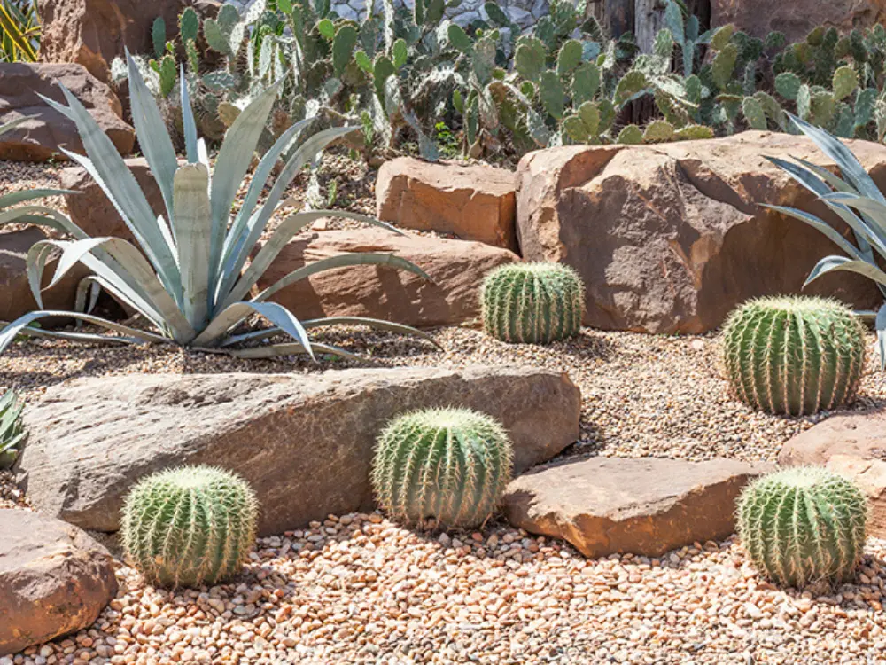 Jardín de secano con cactus, agaves y rocas sobre una cubierta de gravilla, mostrando una solución de paisajismo sostenible que se puede lograr con los áridos de Escombros Áridos.
