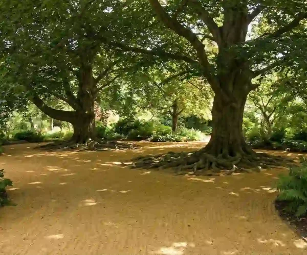 espacio de area verde con arboles y suelo de maicillo