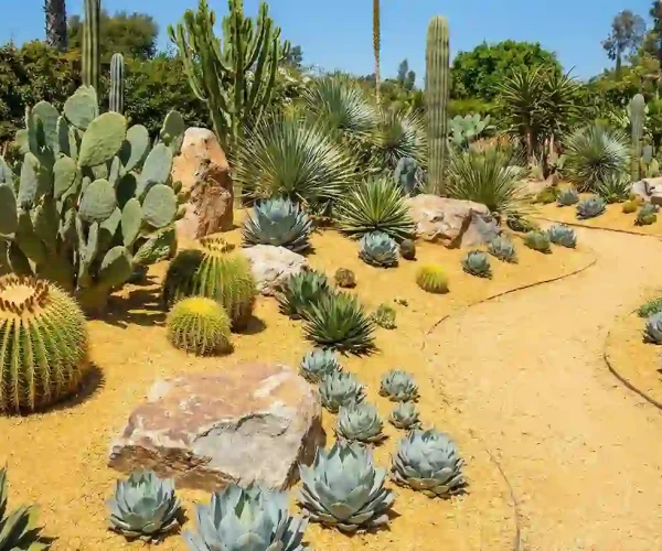 un jardin seco de maicillo